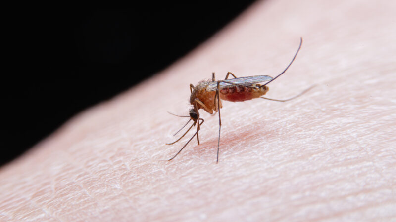 Mosquito-borne diseases perceived as rapidly escalating threats to humanity: Study