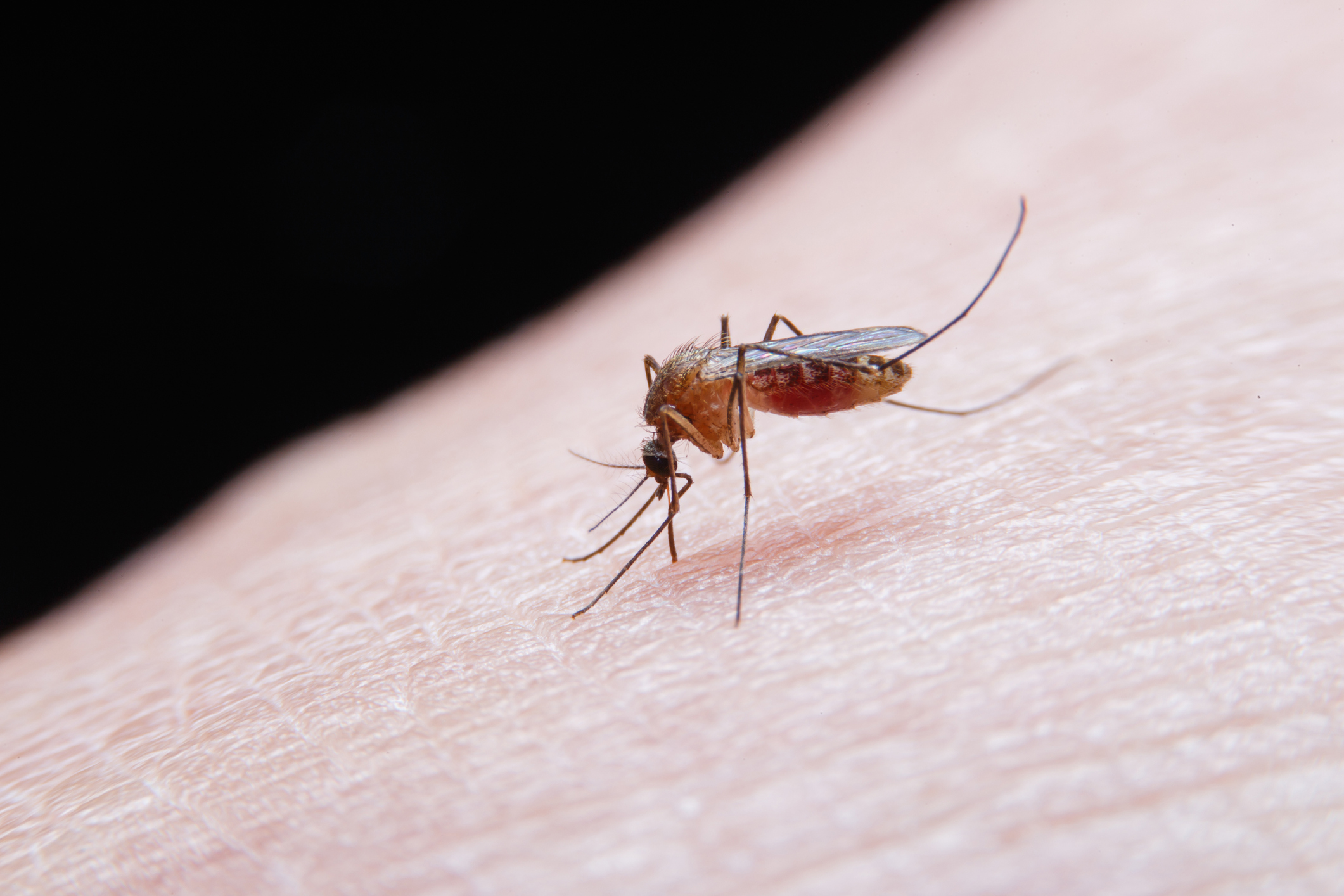 Mosquito-borne diseases perceived as rapidly escalating threats to humanity: Study